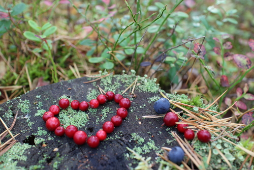 Stenålderskost minskar midjemåttet